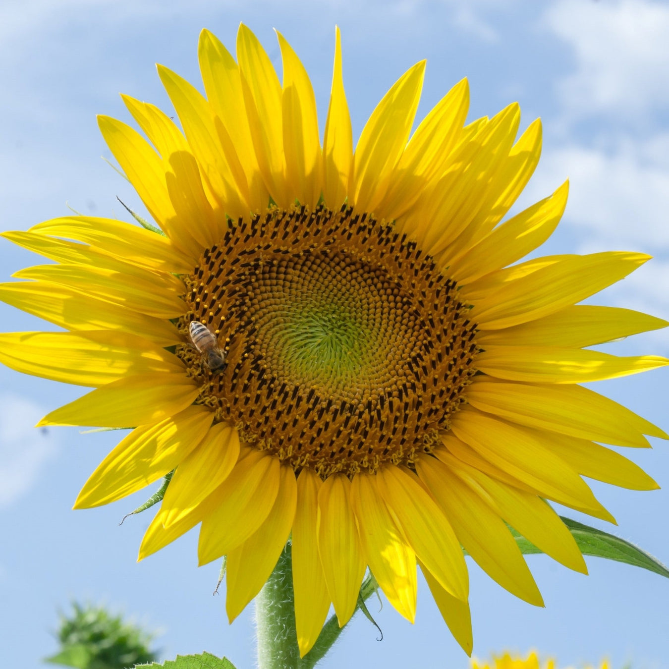 Best Sunflower Bouquets in Singapore - Well Live Florist