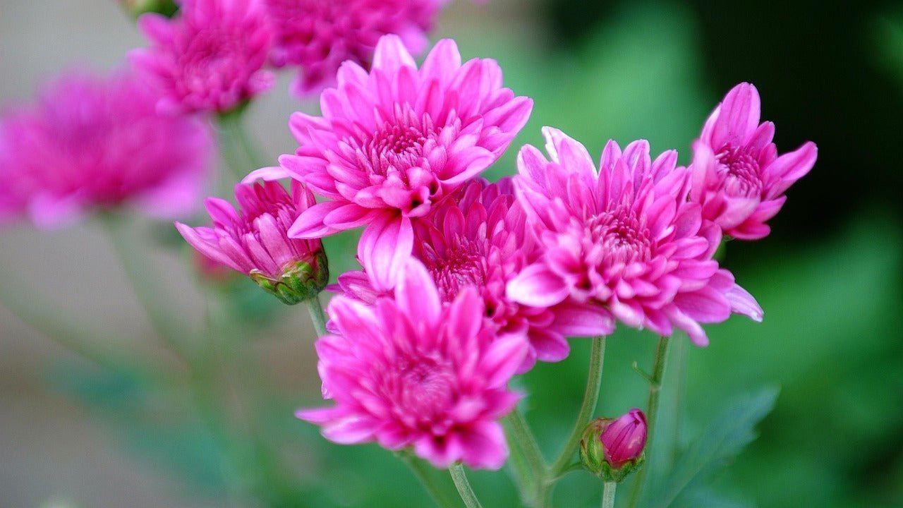 Chrysanthemum Bouquet, Well Live Florist