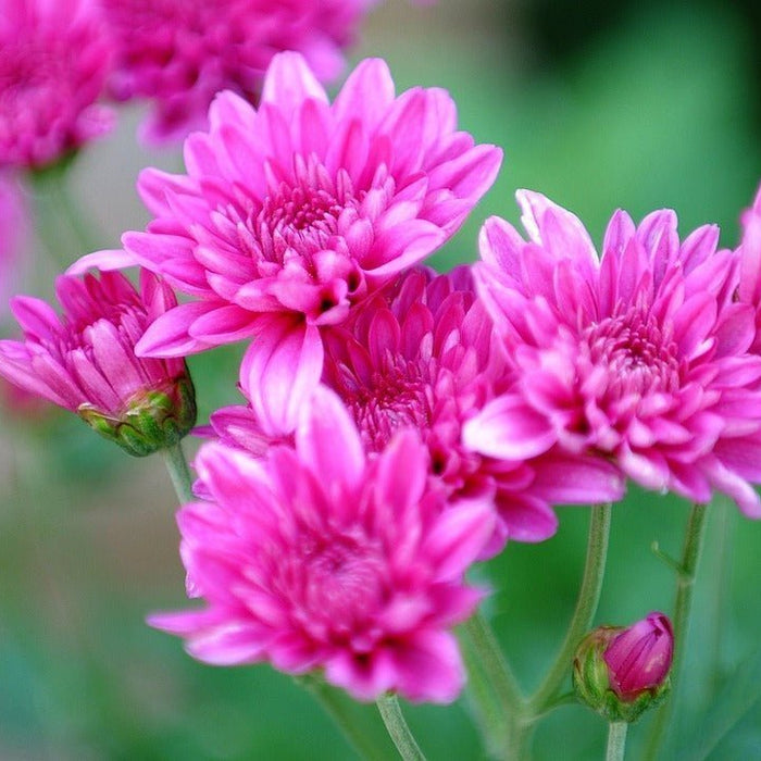 Chrysanthemum Bouquet, Well Live Florist