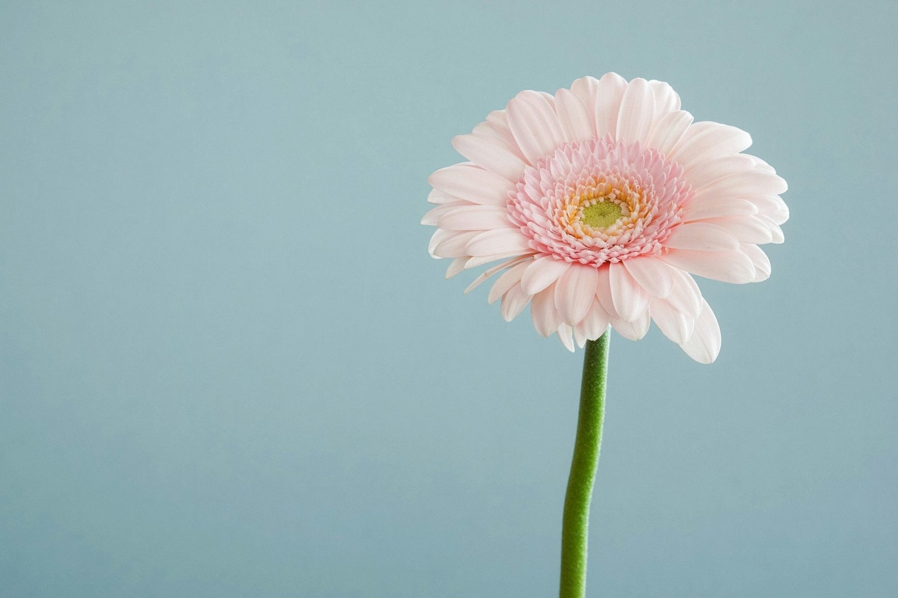 Gerbera Bouquet, Well Live Florist