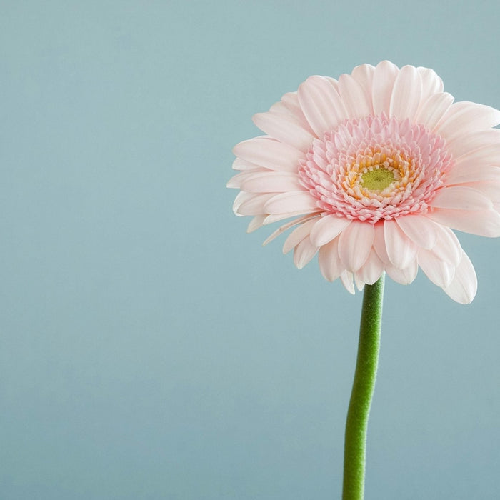 Gerbera Bouquet, Well Live Florist