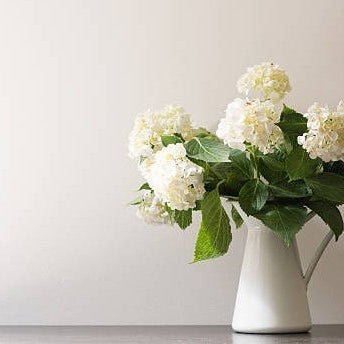 Hydrangea Fun Facts