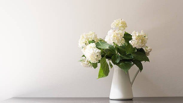 Hydrangea Fun Facts