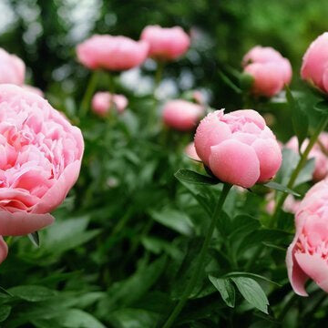 Peony Bouquet, Well Live Florist