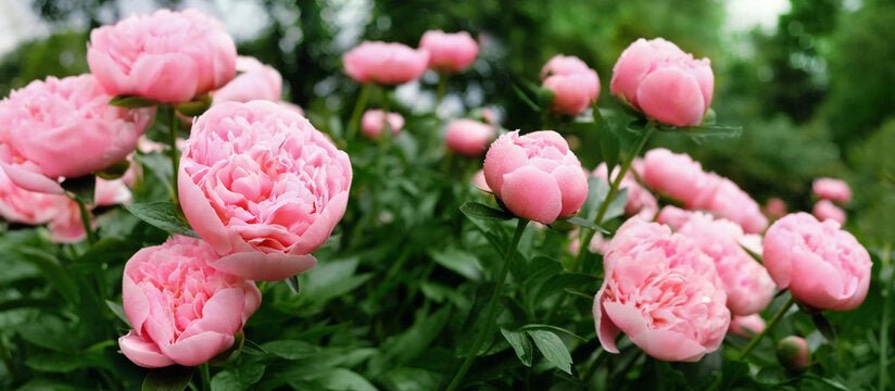 Peony Bouquet, Well Live Florist
