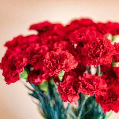 Carnation Bouquet Ideas for Every Occasion
