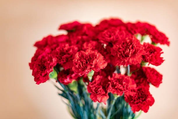 Carnation Bouquet Ideas for Every Occasion