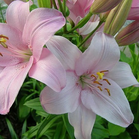 10 Stunning Lily Bouquets to Inspire Your Next Floral Arrangement