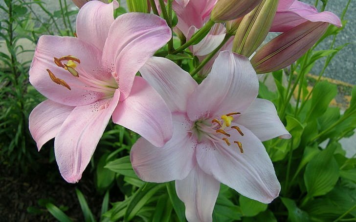 10 Stunning Lily Bouquets to Inspire Your Next Floral Arrangement