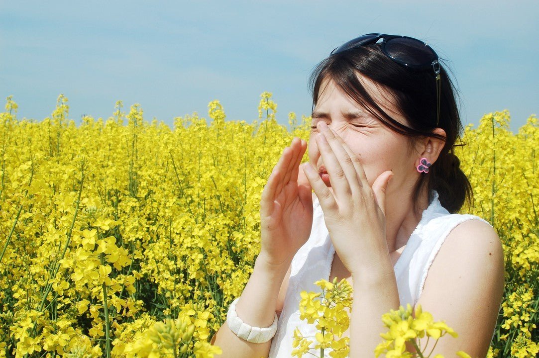 15 Best Allergy-Friendly Flowers: Safe Bouquets for Hay Fever Relief