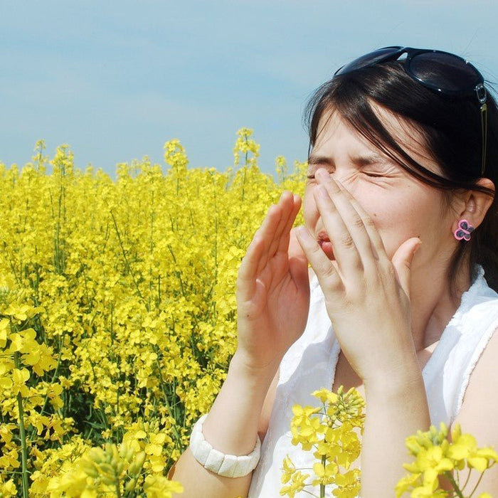 15 Best Allergy-Friendly Flowers: Safe Bouquets for Hay Fever Relief