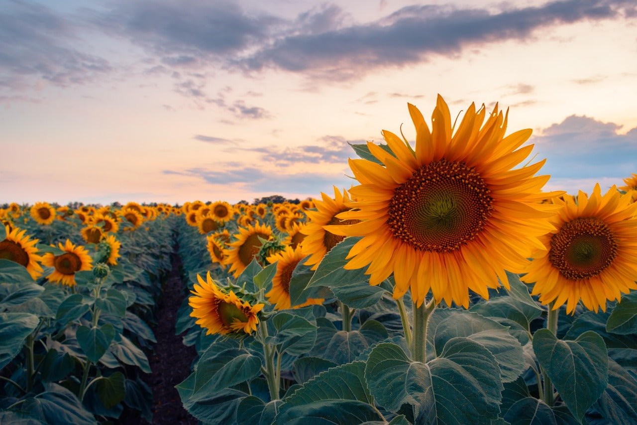 15 Flowers That Look Like Sunflowers