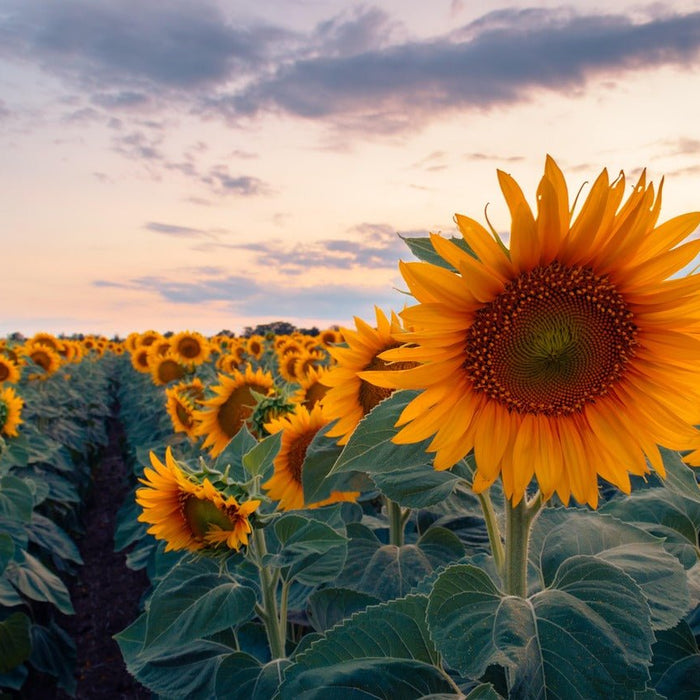 15 Flowers That Look Like Sunflowers