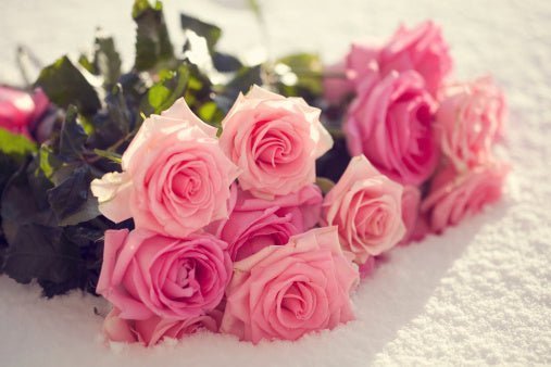 Flowers That Look Like Roses, Well Live Florist