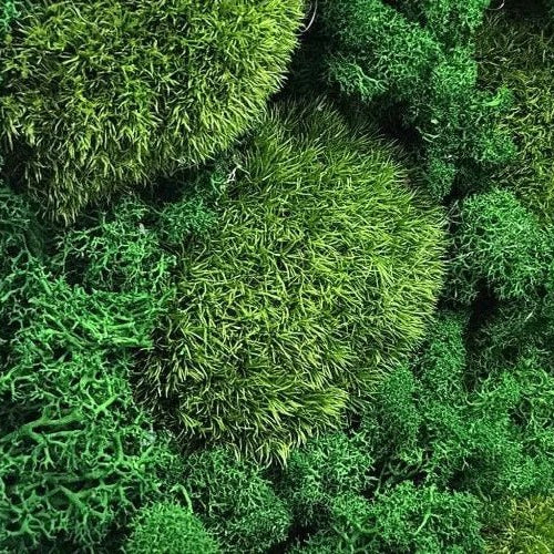 5 Benefits of Preserved Moss for Your Home Decor - Well Live Florist