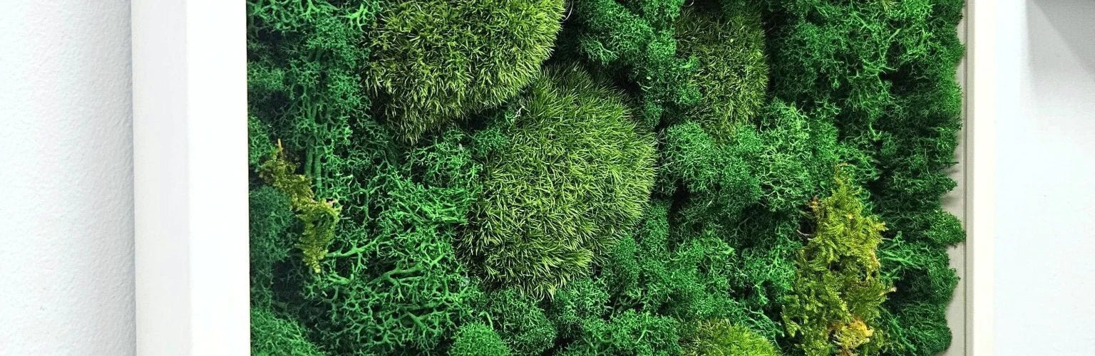 5 Benefits of Preserved Moss for Your Home Decor - Well Live Florist