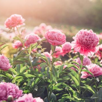 Peony, Peony Bouquet, Flower Delivery Singapore, Well Live Florist