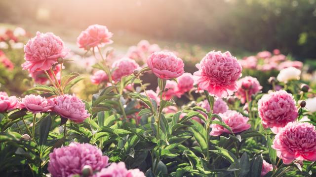 Peony, Peony Bouquet, Flower Delivery Singapore, Well Live Florist