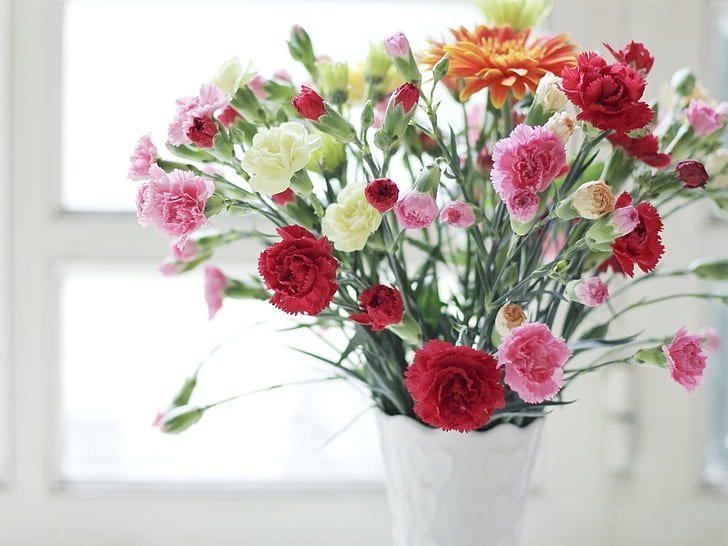 Best Flowers for Mother’s Day: Why Carnations?