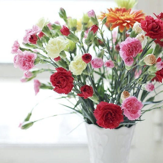 Best Flowers for Mother’s Day: Why Carnations?