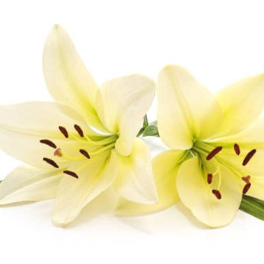 Best Occasions to Gift Lilies – From Weddings to Sympathy