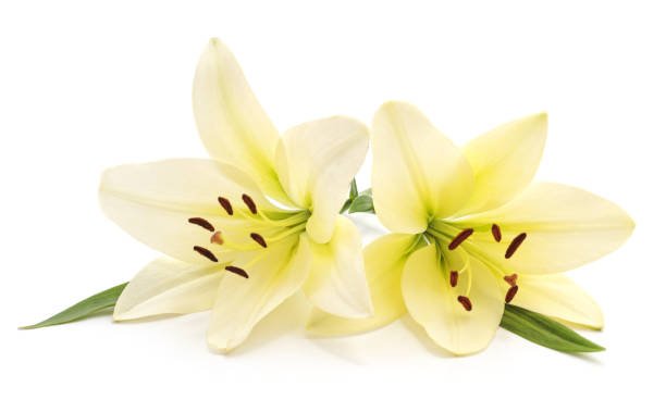 Best Occasions to Gift Lilies – From Weddings to Sympathy