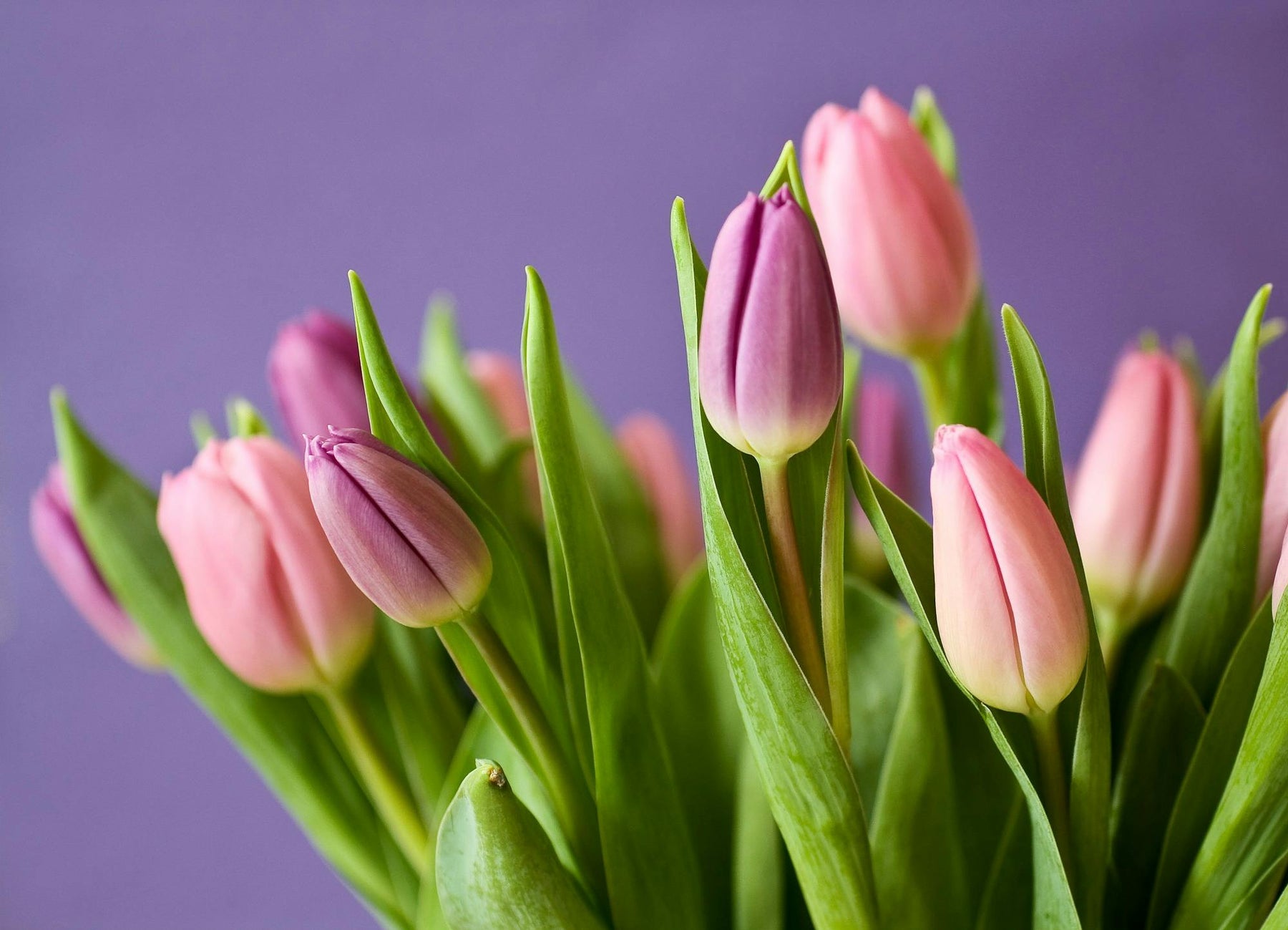 Best Tulip Combinations for Stunning Floral Arrangements