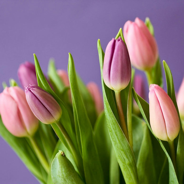 Best Tulip Combinations for Stunning Floral Arrangements
