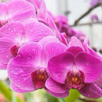 Caring for Potted Phalaenopsis Orchid, Well Live Florist