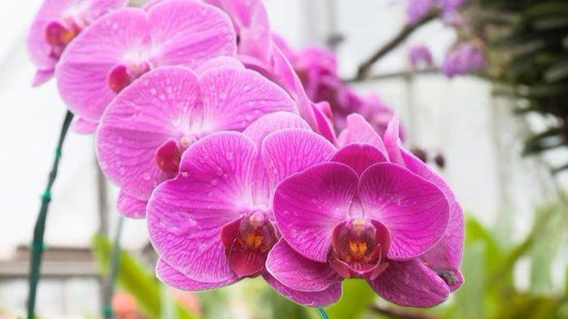 Caring for Potted Phalaenopsis Orchid, Well Live Florist