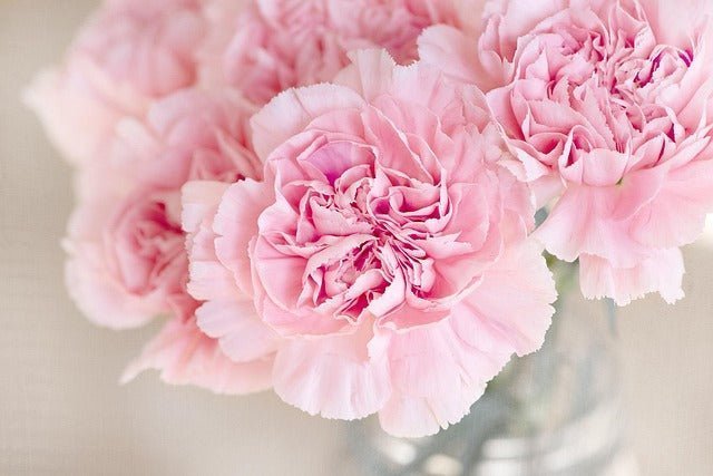 Carnation Flower Meaning: Colors, History & Symbolism
