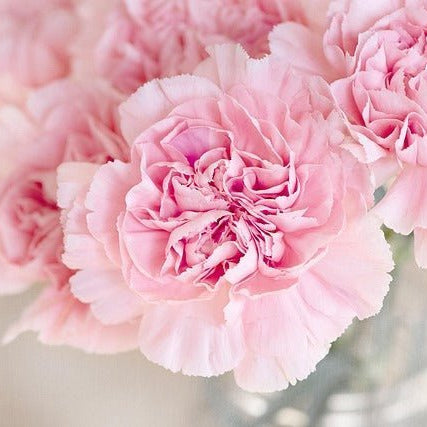 Carnation Flower Meaning: Colors, History & Symbolism