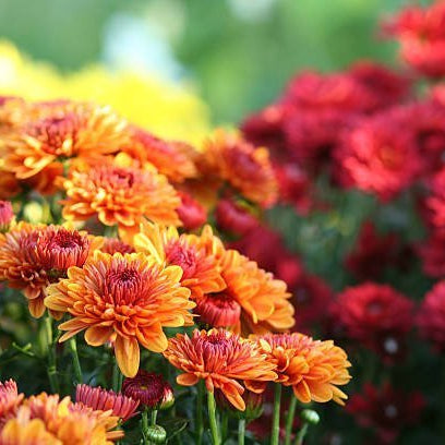 Chrysanthemum Bouquet, Well Live Florist