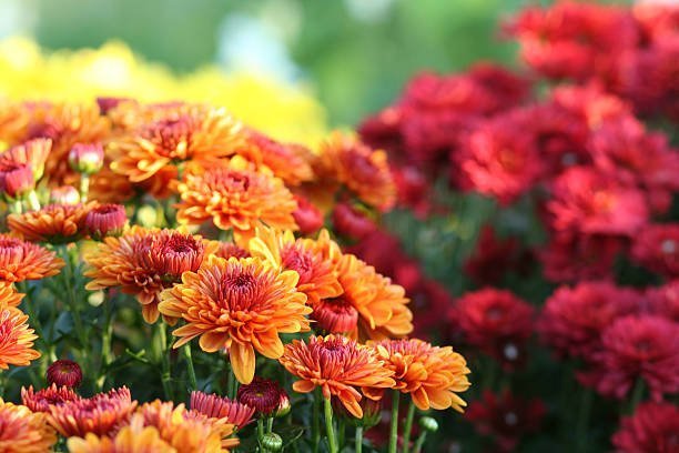 Chrysanthemum Bouquet, Well Live Florist
