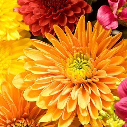 Chrysanthemum Bouquet, Well Live Florist