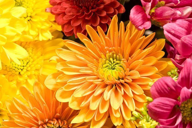 Chrysanthemum Bouquet, Well Live Florist