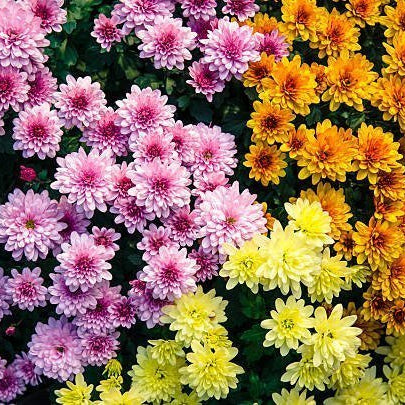 Chrysanthemum Bouquet, Well Live Florist