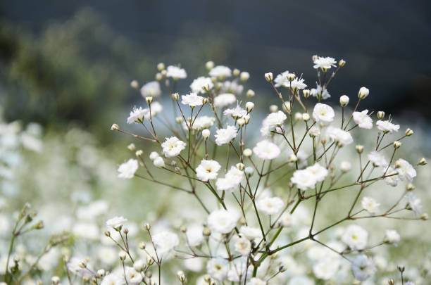 Baby's Breath Bouquet, Well Live Florist