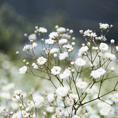 Baby's Breath Bouquet, Well Live Florist