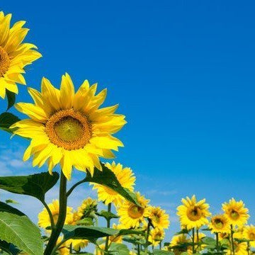 DIY Sunflower Bouquet, Well Live Florist