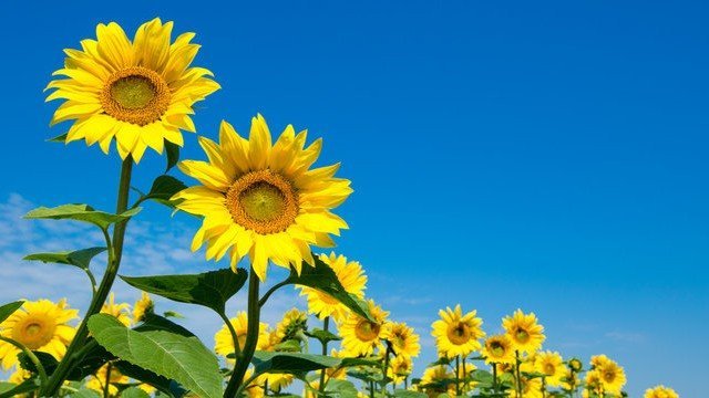 DIY Sunflower Bouquet, Well Live Florist