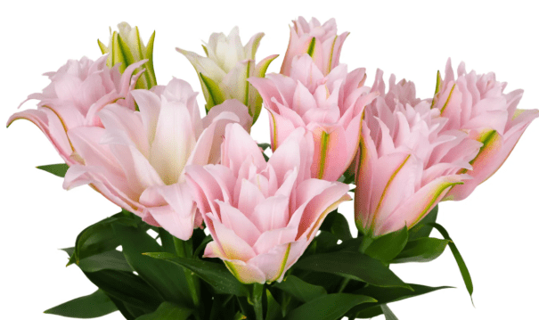 Fresh Double Petal Lily stem with multiple buds and lush green leaves | Premium flowers for arrangements | Well Live Florist