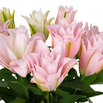 Fresh Double Petal Lily stem with multiple buds and lush green leaves | Premium flowers for arrangements | Well Live Florist