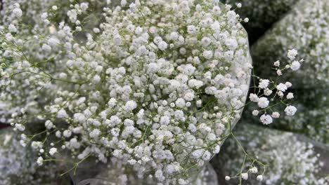 Dried vs. Fresh Baby’s Breath: Which is Best for Your Arrangements?