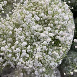 Dried vs. Fresh Baby’s Breath: Which is Best for Your Arrangements?