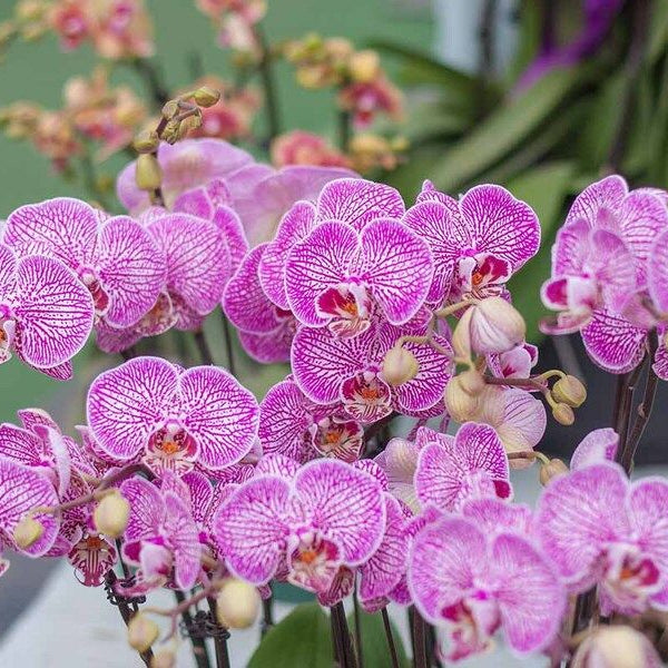 Enchanting Beauty of Phalaenopsis Orchids - Well Live Florist