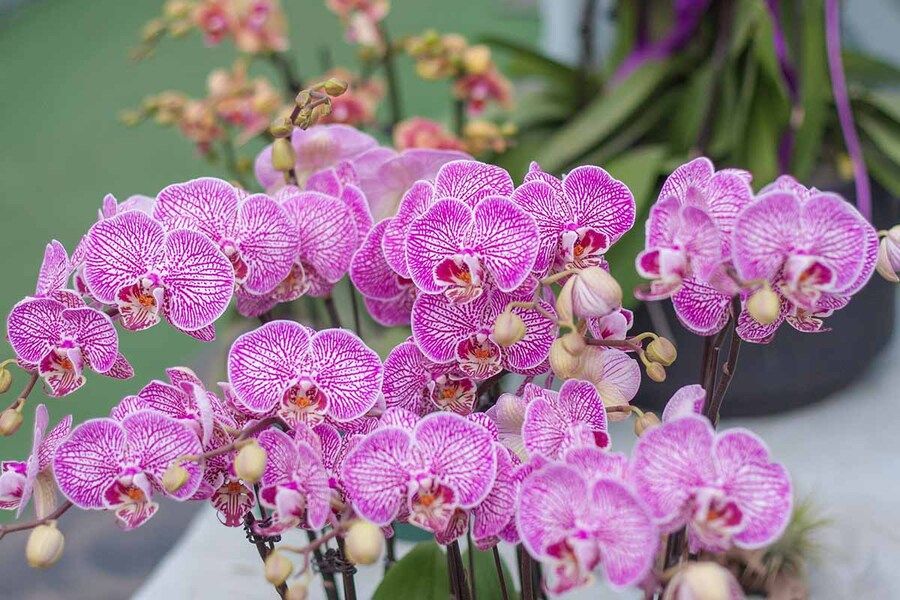 Enchanting Beauty of Phalaenopsis Orchids - Well Live Florist