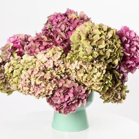 Fresh Hydrangea vs. Preserved Hydrangea: Which One is Right for You?