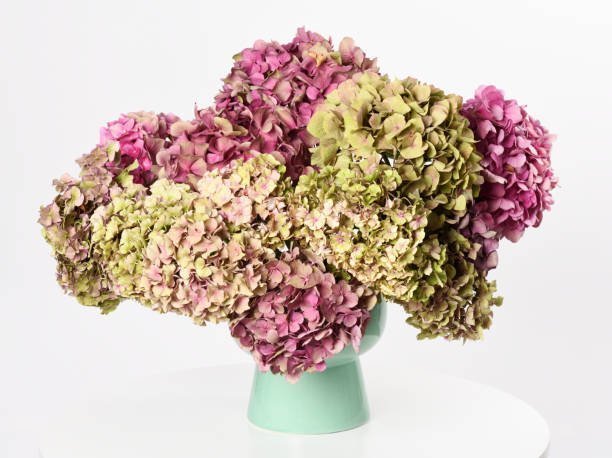 Fresh Hydrangea vs. Preserved Hydrangea: Which One is Right for You?