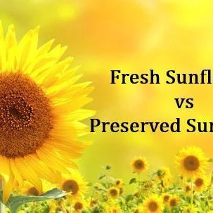 Fresh Sunflower vs Preserved Sunflower, Well Live Florist